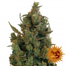 Blue Cheese - Barney's Farm